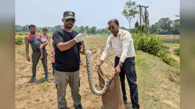 खेत में बिछाए जाल में फंसा 6 फीट का विशालकाय अजगर, वन विभाग ने किया रेस्क्यू